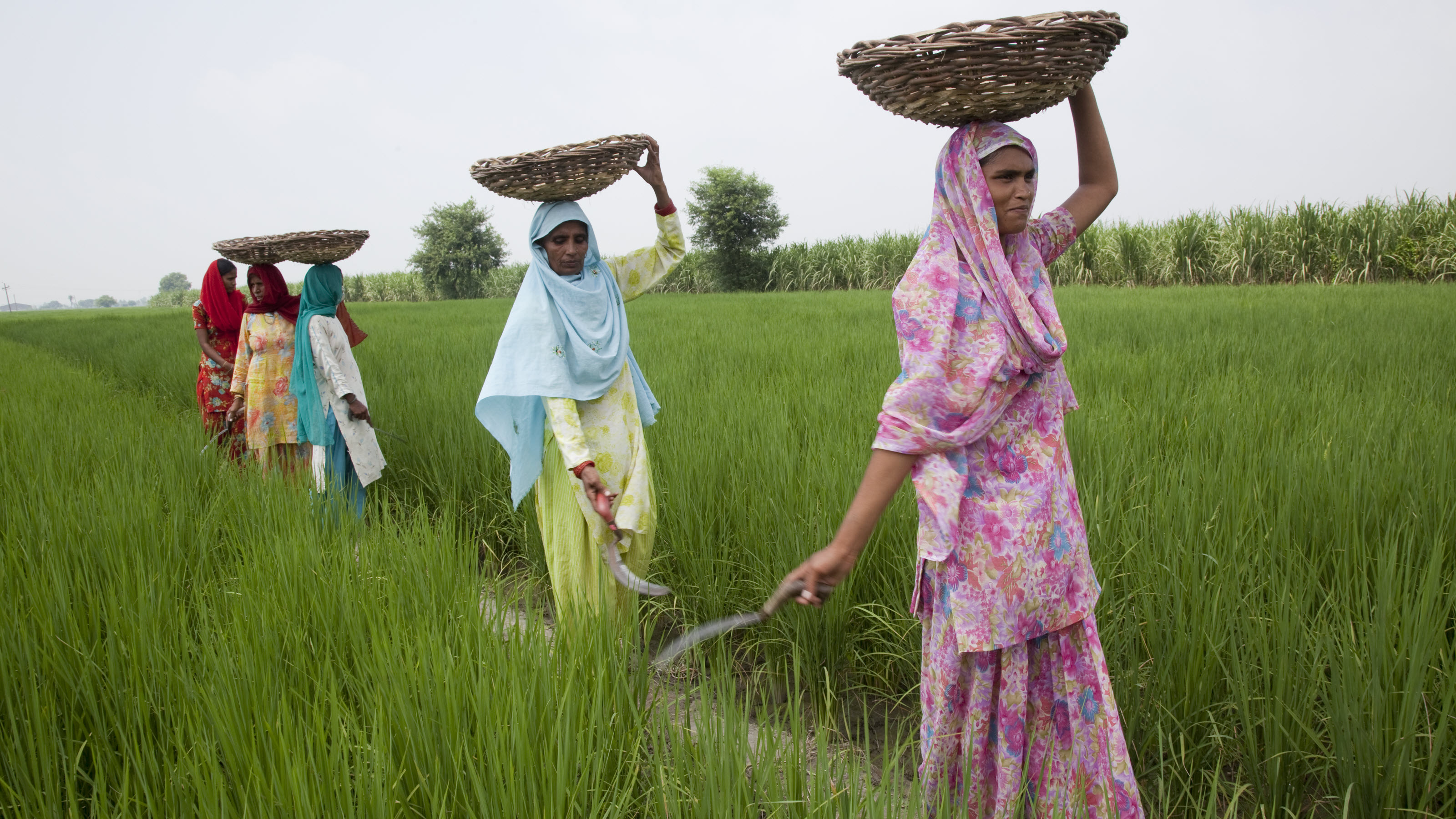 Women walking through a green field
