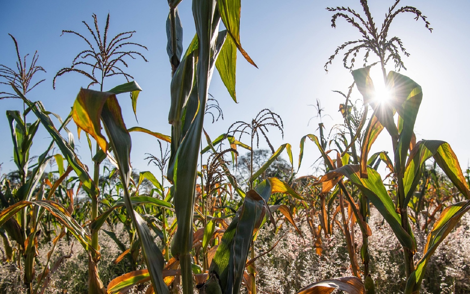 Corn stalks against bright sunlight