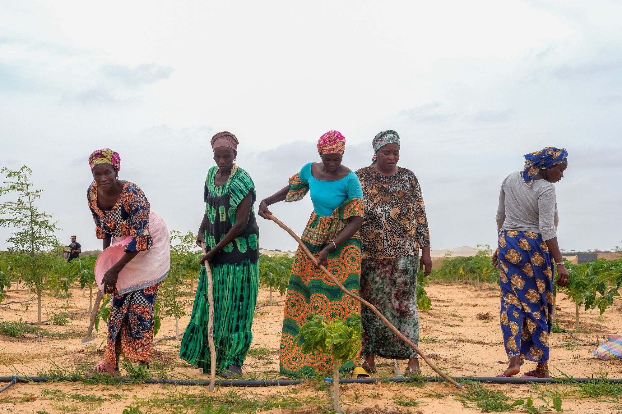 Beneficiaries: Madame Diene, Salla Thioune, Serigne Niang, Rokhaya Gueye, and Fatou Gnuingue tend to papaya crops at Our Legacy Foundation in Thiès Region, Senegal.