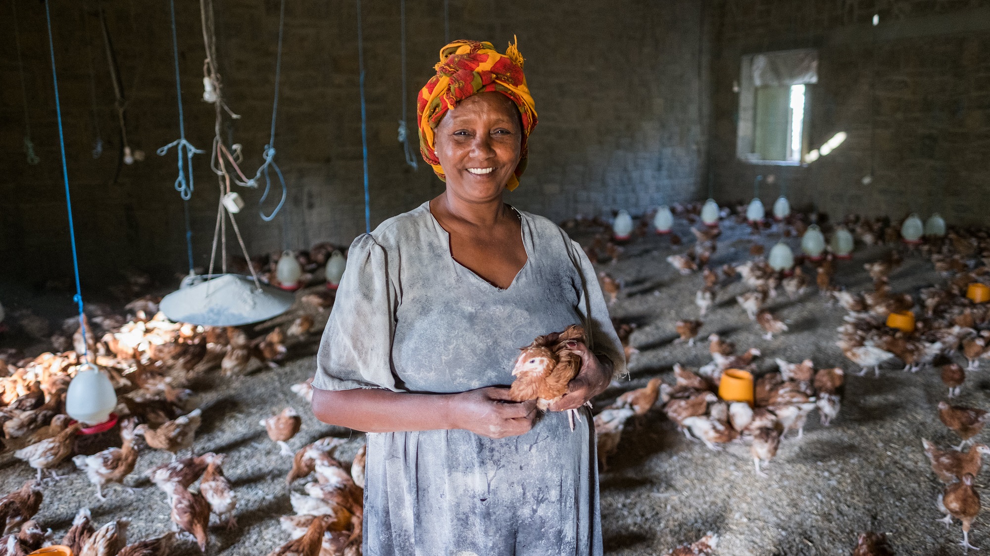 A poultry keeper holds a chick inside a poultry house surrounded by chickens.