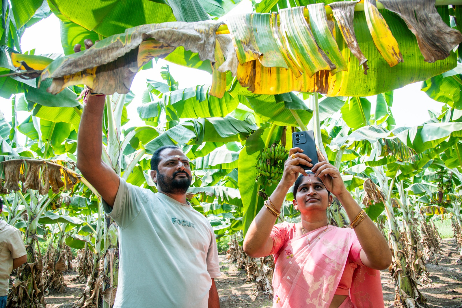Farmers in Andhra Pradesh using an AI app to diagnose crop disease