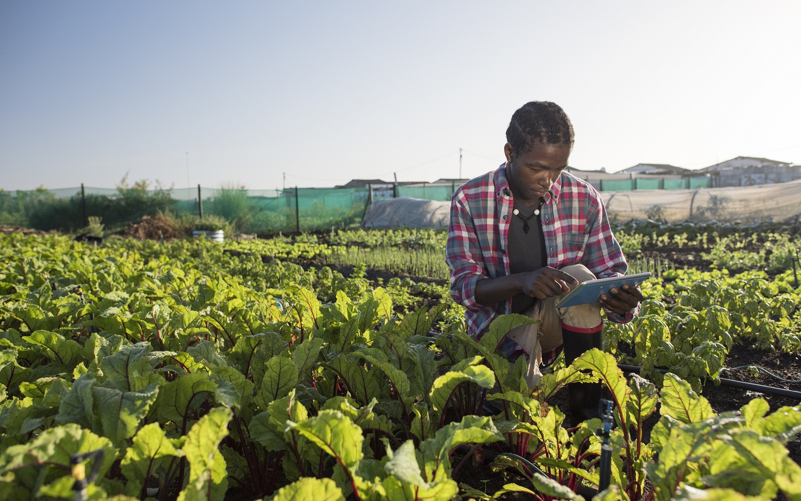 A farmer in a vegetable garden referencing information on a tablet